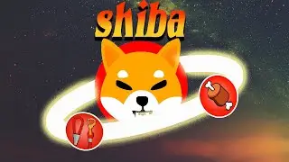 Comprendre l'écosystème du shiba (leash, bone)
