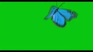 Butterfly green screen  butterfly video effect