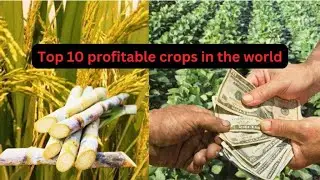 Most profitable crops in the world
