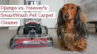 Django vs. Hoover's SmartWash Advanced Pet Carpet Cleaner | Cleaning up after our dachshund!