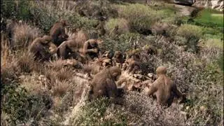 History of Australopithecus in the media