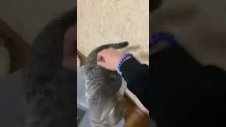 little cat loves her mom, but really wants to play and go crazy, I don't hurt her, believe me