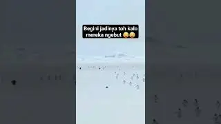 Penguin Saat buru2 ke WC 🤣🤣 #funny #shorts #animals