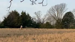 Horse eating grass on a farm