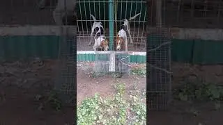 Рпг выжлец и молодая выжловка