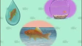 Elmo's World Quizzes - Fish