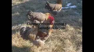 Почему у кур плохой оплод? Что делать?