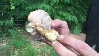 Identifying the Bitter Bolete, Tylopilus felleus, Bitter Tylopilus.