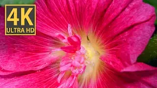 Stockrose in 4K video