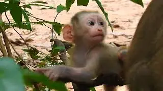 Baby Animals Showdown Cuteness Overload Guaranteed