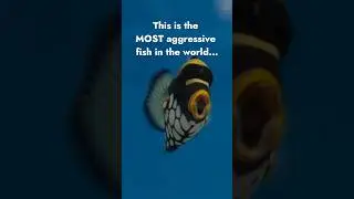 World's Most Aggressive Fish!