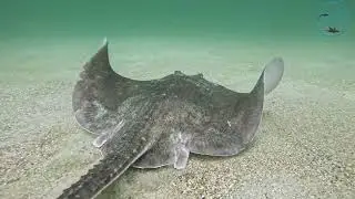 Thornback skate (Raja clavata) in the Ría de Vigo (Spain)