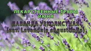 Лекарственные растения июня "Лаванда узколистная"