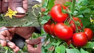 Artificial / Hand pollination techniques for Tomato Flowers