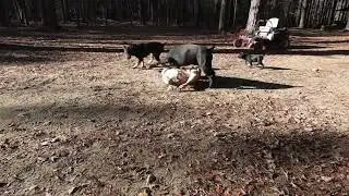 How Cane Corso Play