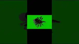 Green Screen Insect | No Copyright | Insect on Green Screen