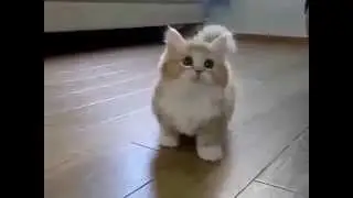 Кот играет