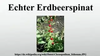 Echter Erdbeerspinat