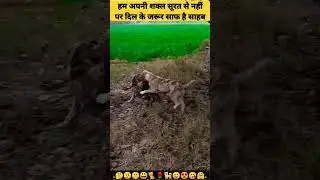 Dog |Baby Puppy Friendship 💞|तेरे जैसा यार कहां 