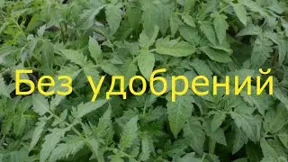 Без удобрений !