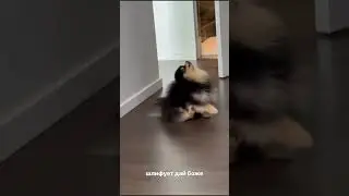 Литвин и дрифт - собака!!! 