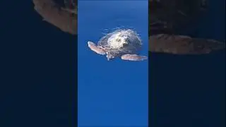 Super close TURTLE! 🐢