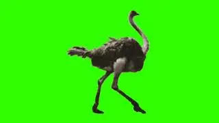 Green Screen Animation - 3D Ostrish (COPYRIGHT FREE)