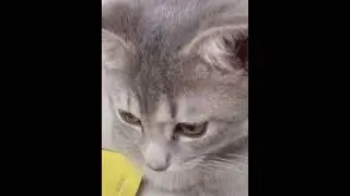 мой милый котик 😽❤