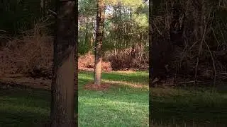 Toying with a gobbler #turkeyhunting