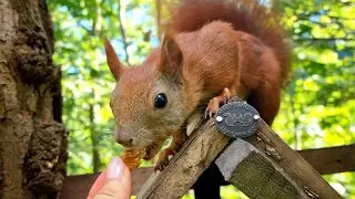 Sweetest Eurasian Red Squirrels At The Feeder