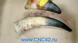 Пробная обработка рогов для сувенирной продукции