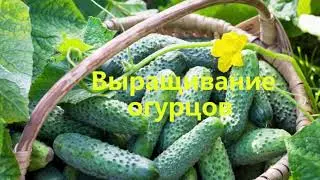 Выращивание огурцов