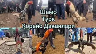 Дакан Хорозлар Нархлари 2024  Dakan Xorozlar Narxi 2024 #dakanlar #jangi #2024