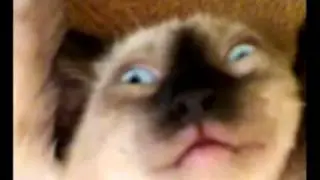 кот укурыш под кайфом ржака ппцСмешное видео