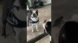 Cuando un perro se aburre en casa 🐶✏️ #bostonterrier #dog #tendencias #cachorro #humor #perros