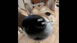 Эдисон топ