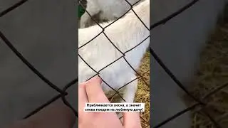 Ждём весну, что бы начать снова эпопею с заброшенной дачей! Подписывайся,  будет весело )