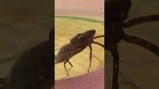 Что это за монстр?