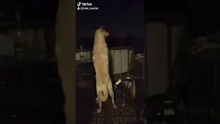 Пес не прыгай