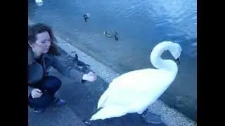 Приключения в Лондоне. Лебеди едят чипсы))