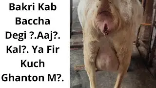 Bakri Kab Baccha Degi?. Aaj?. Ya Kal?.Ya Fir Kuch Ghanton Mein?. Al Qawi Goat Farm Kolkata. Details.