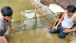 Angkat Jumbo Tosai dari Kolam Tanah Hasilnya Wow