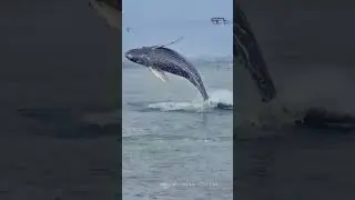 Анапа. Кит приплыл к берегу😲
