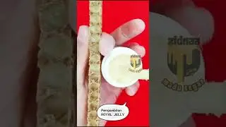 PENGAMBILAN ROYAL JELLY