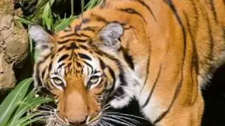 San Diego Zoo - California - Wild Animals