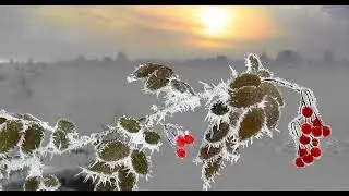 "Рябины красной огоньки"