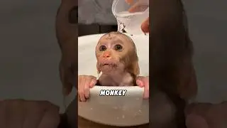 #lovely #animals #cutespets #fyp #foryou #shortvideo #shorts #funny