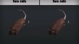 two spinning rat