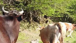Sansarak Köyü ve doğal güzellikleri, manzara videoları