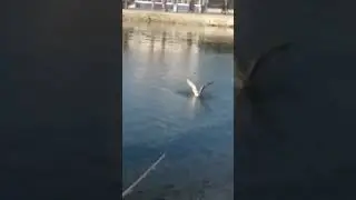 KEFALE ATTIK MARTI TUTTUK 😂